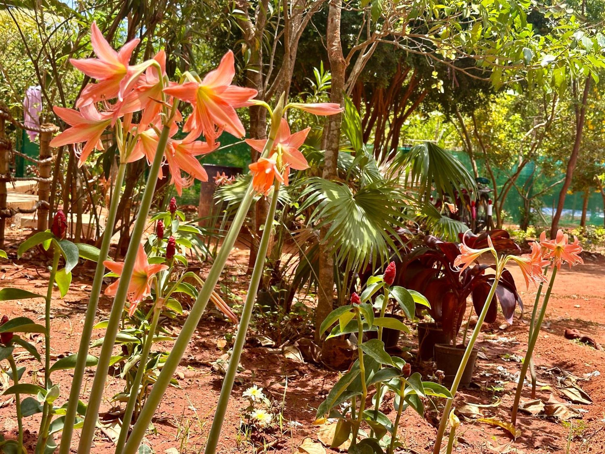 אורוויל Lotus Garden Guest House מראה חיצוני תמונה